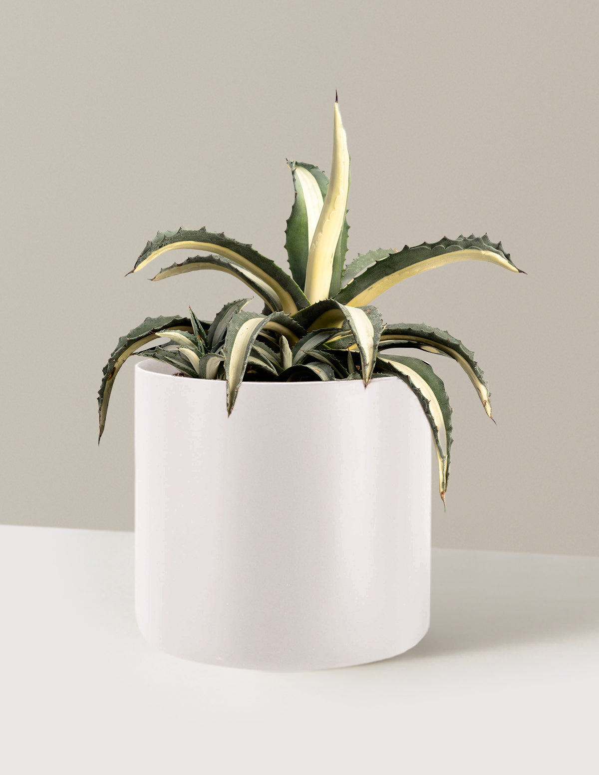 Agave Americana 'Mediopicta Alba'