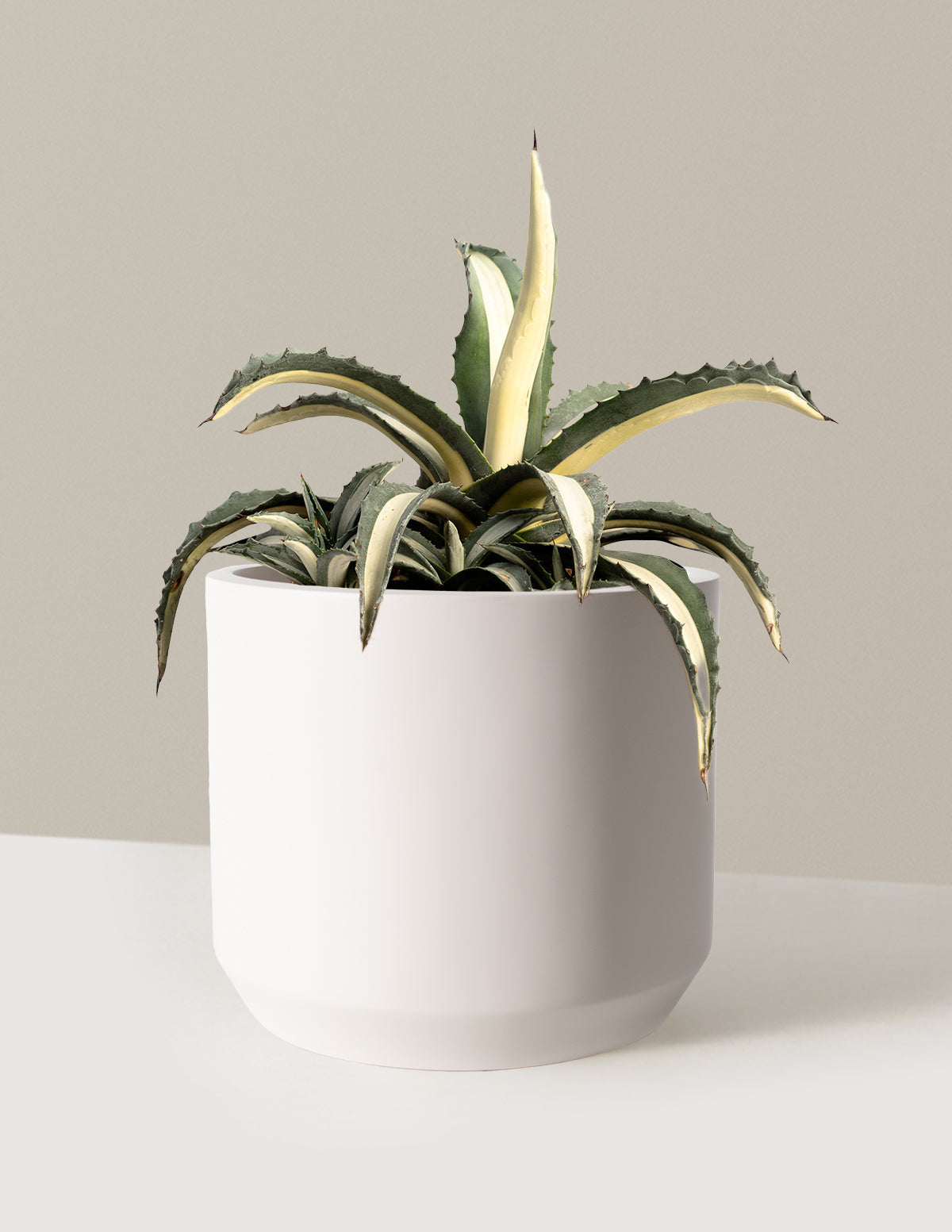 Agave Americana 'Mediopicta Alba'