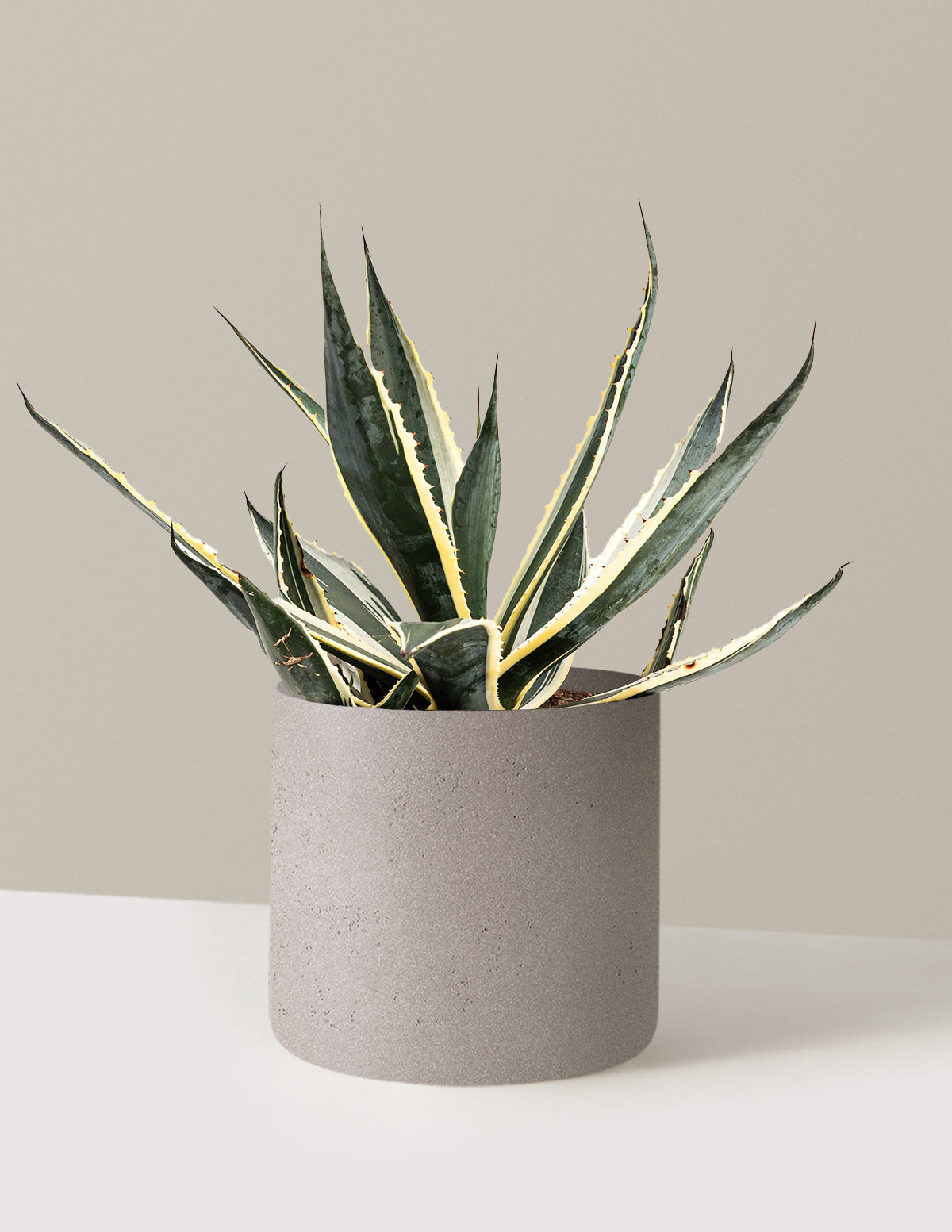 Agave americana 'Variegata'