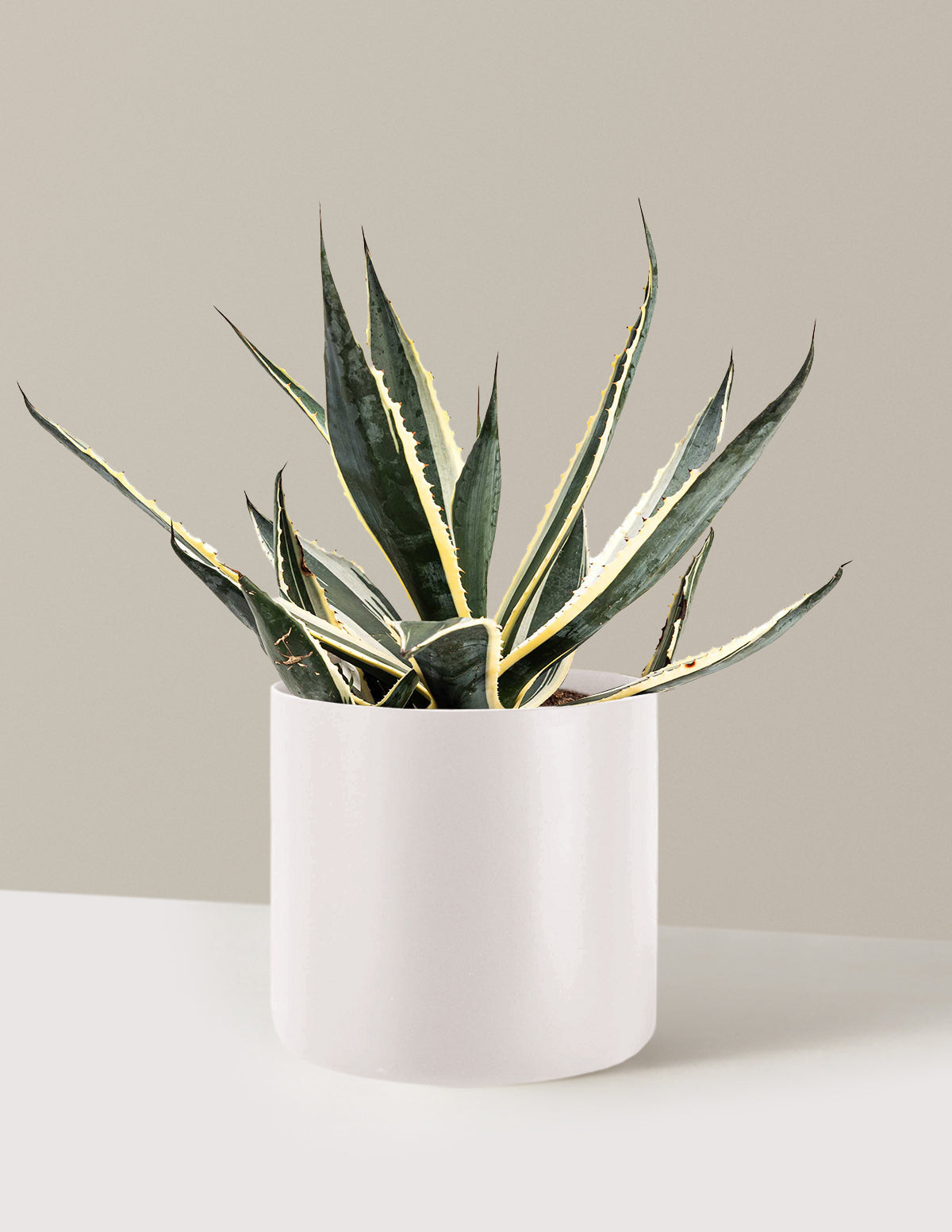 Agave americana 'Variegata'