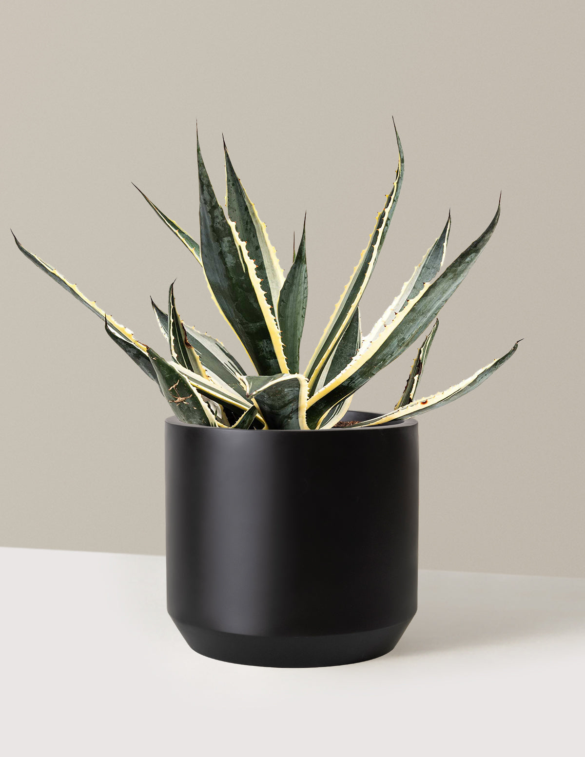 Agave americana 'Variegata'