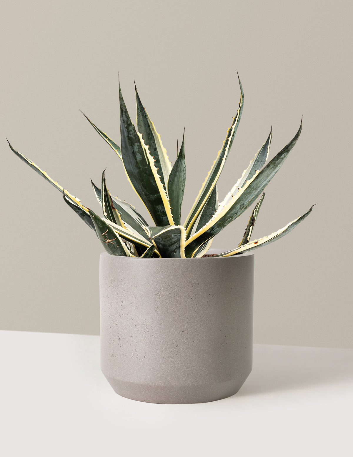 Agave americana 'Variegata'