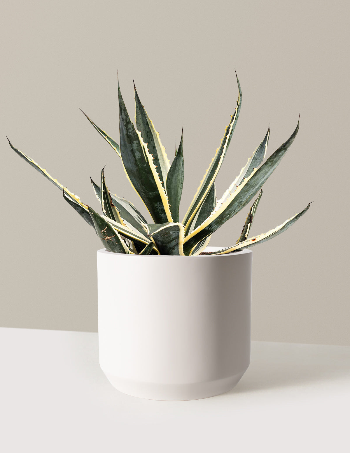 Agave americana 'Variegata'