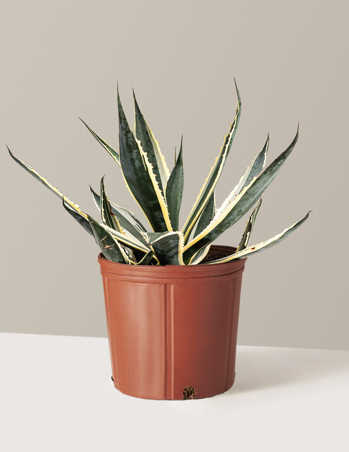 Agave americana 'Variegata'