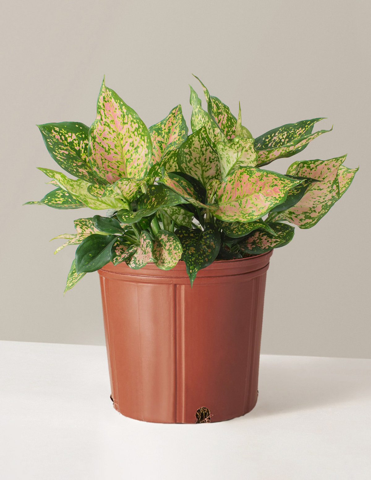 Büyük Aglaonema Lucky Red