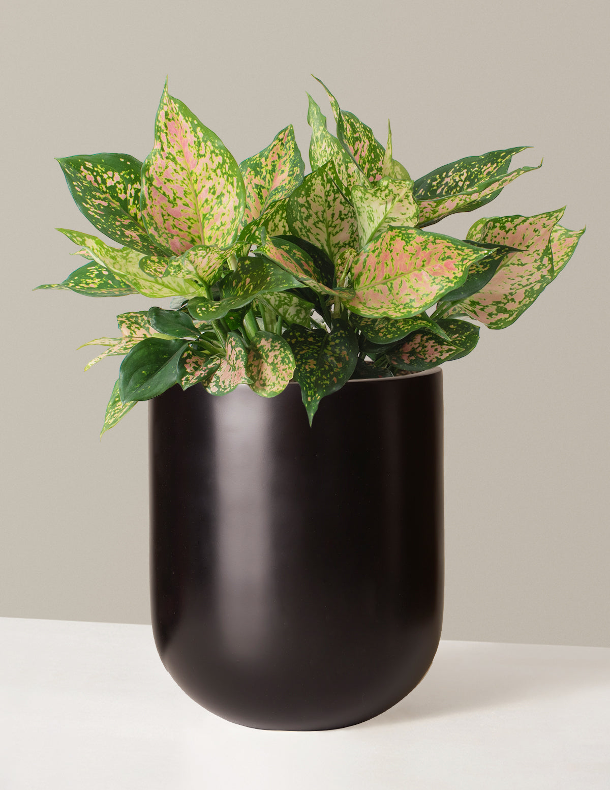 Büyük Aglaonema Lucky Red
