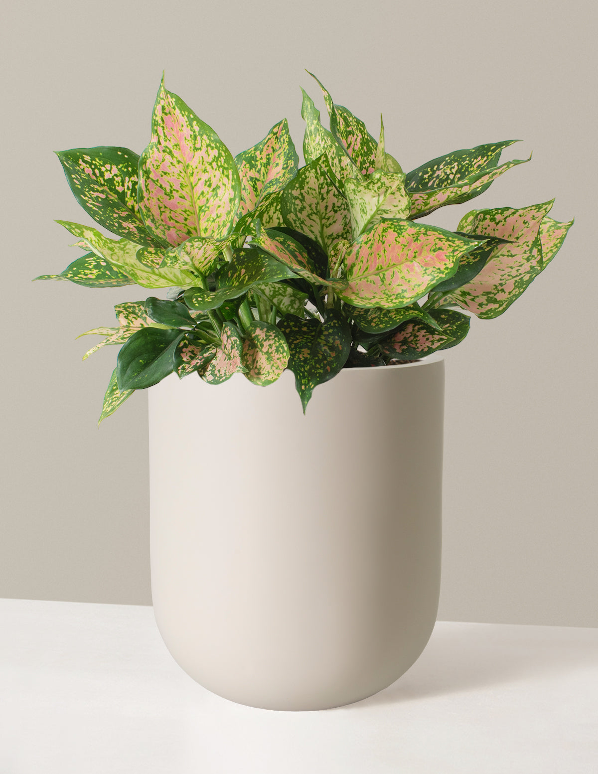 Büyük Aglaonema Lucky Red