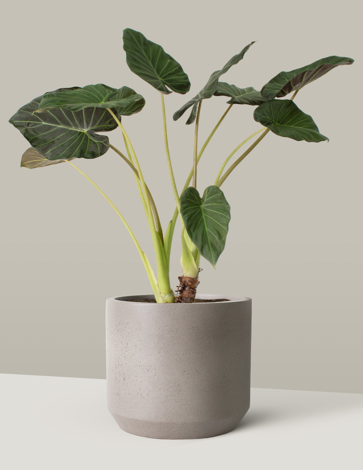 Büyük Alocasia Regal Shield