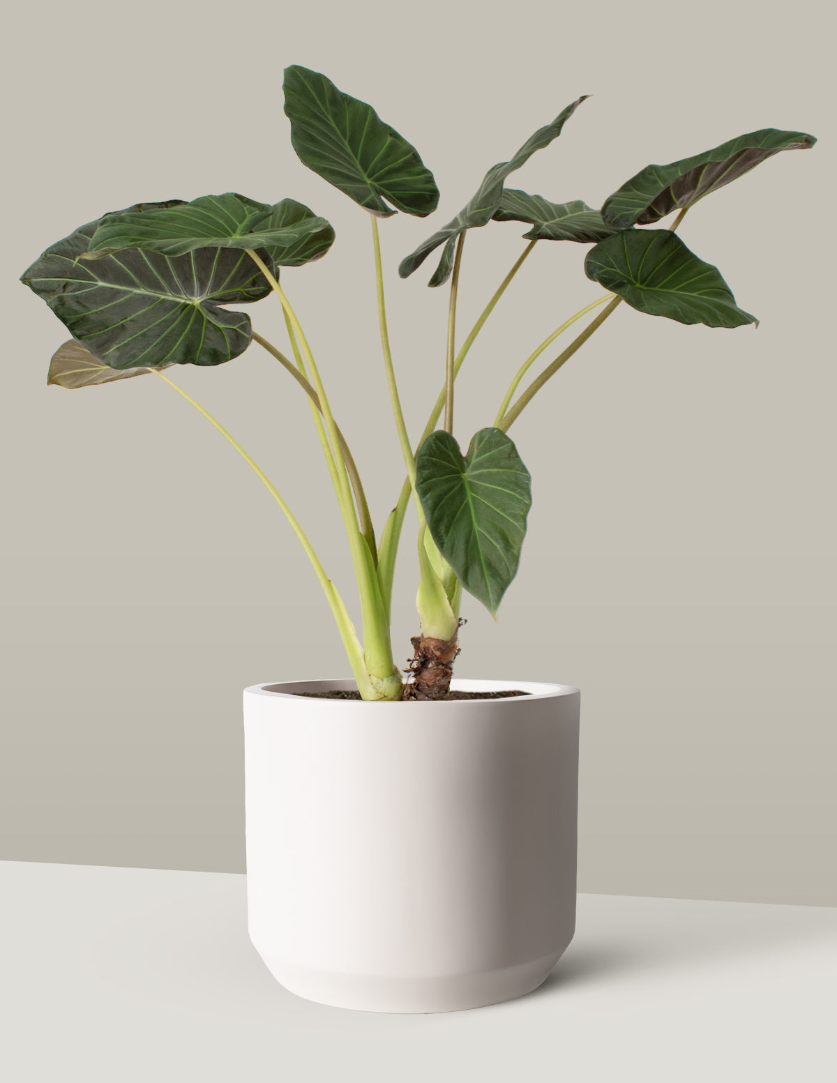 Büyük Alocasia Regal Shield