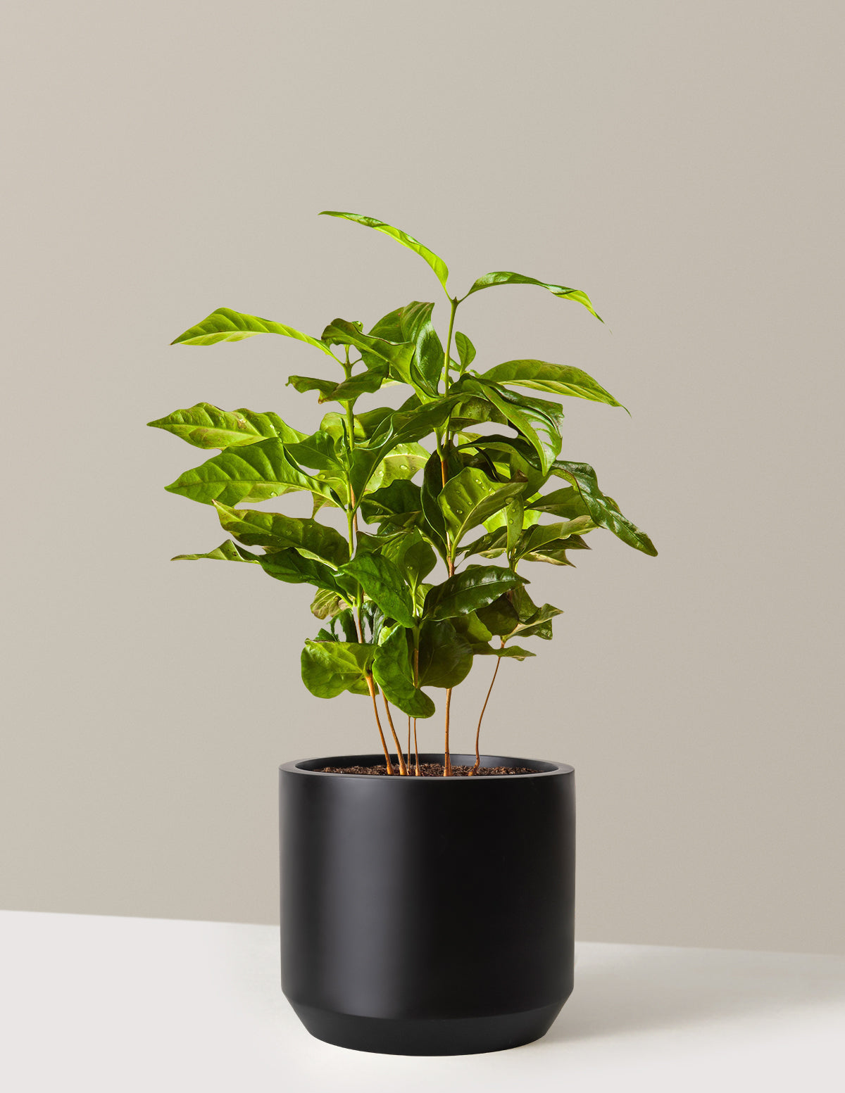 Arabica Kahve Bitkisi