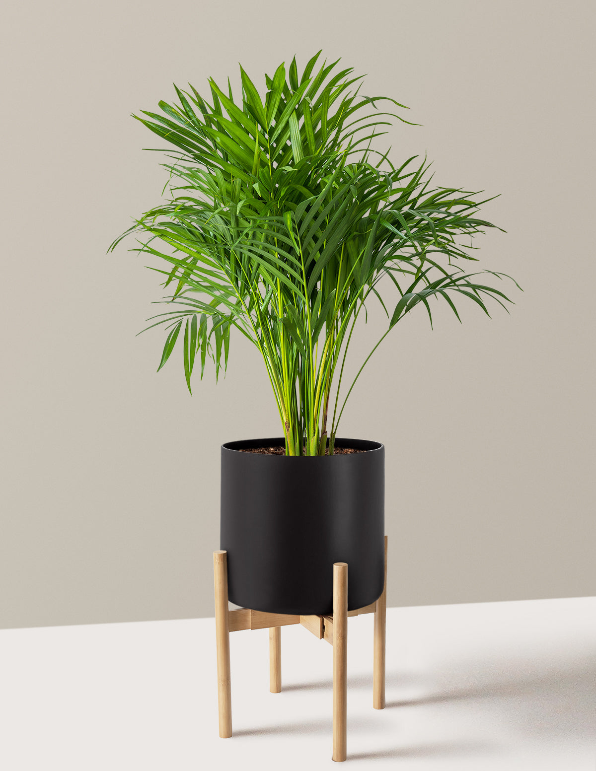 Areca Purifying Palm (Areka Palmiyesi)