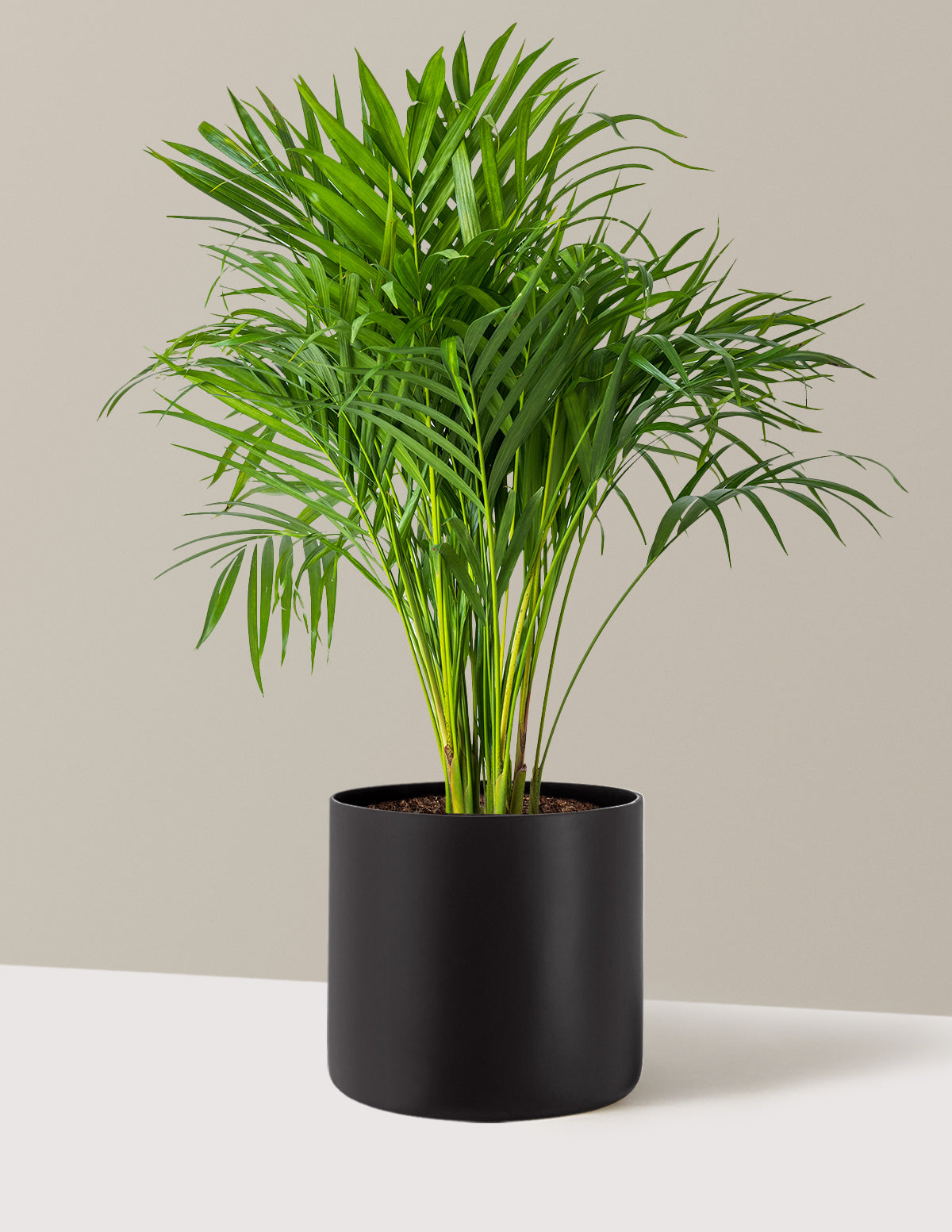 Areca Purifying Palm (Areka Palmiyesi)