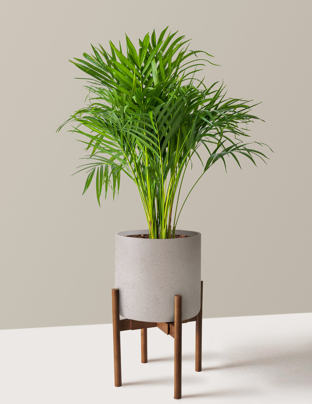 Areca Purifying Palm (Areka Palmiyesi)