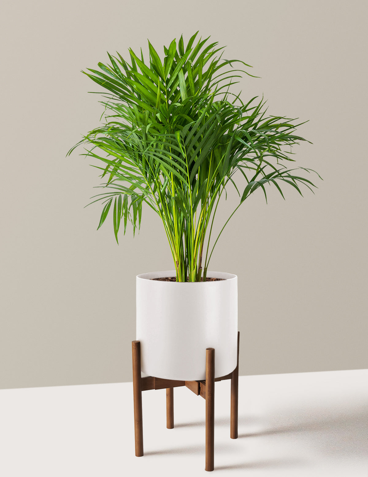 Areca Purifying Palm (Areka Palmiyesi)