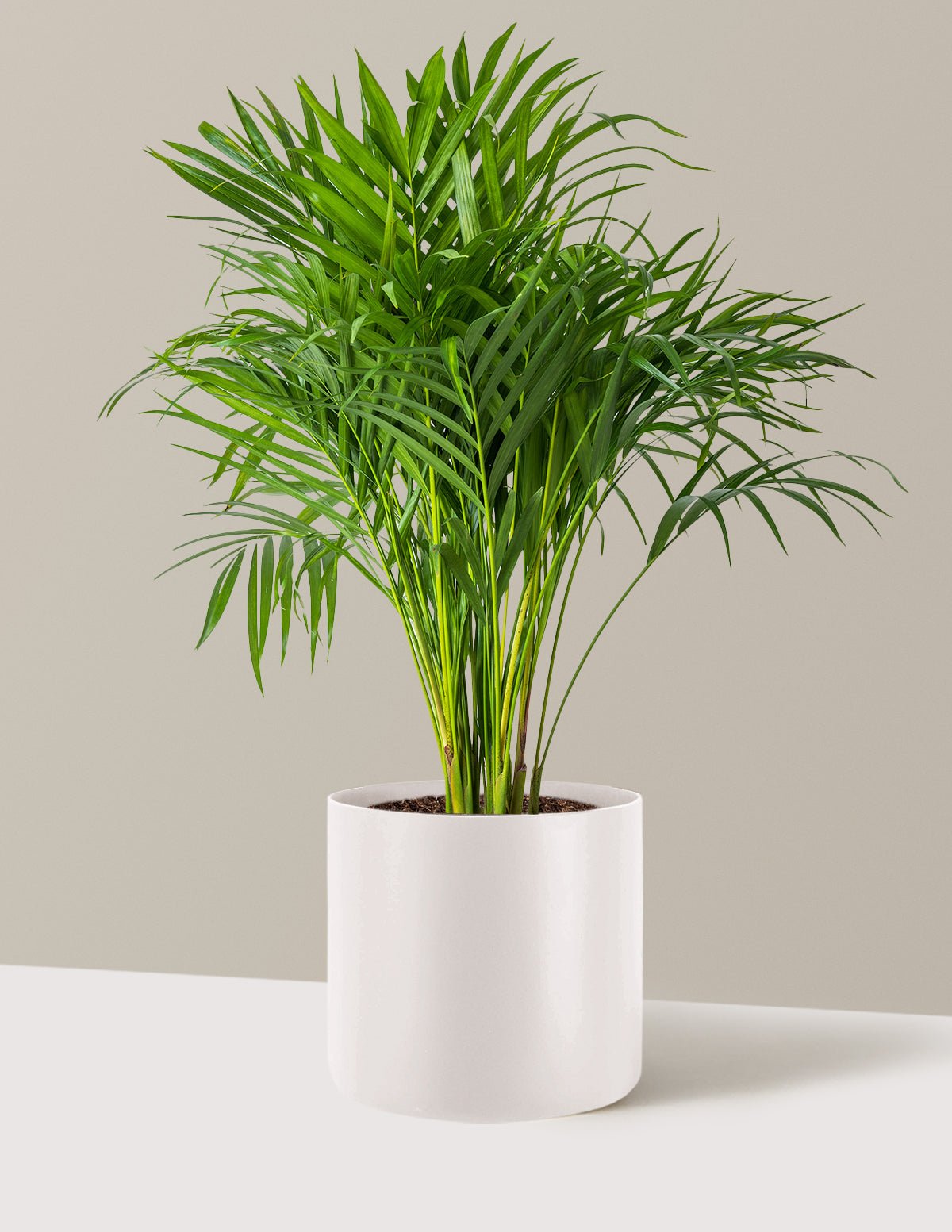 Areca Purifying Palm (Areka Palmiyesi)