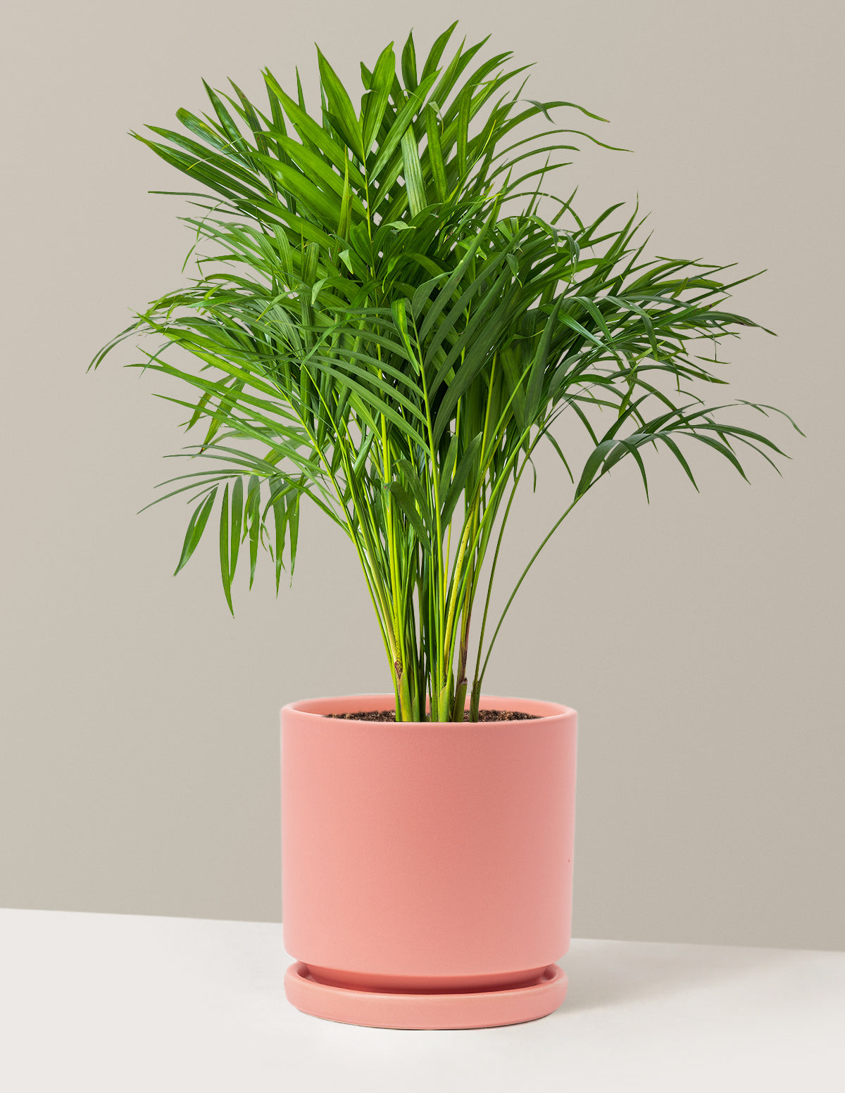Areca Purifying Palm (Areka Palmiyesi)