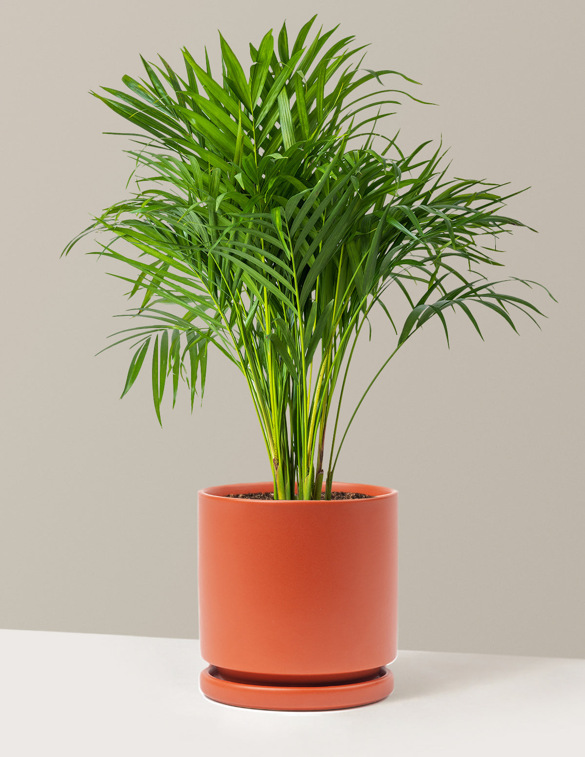 Areca Purifying Palm (Areka Palmiyesi)