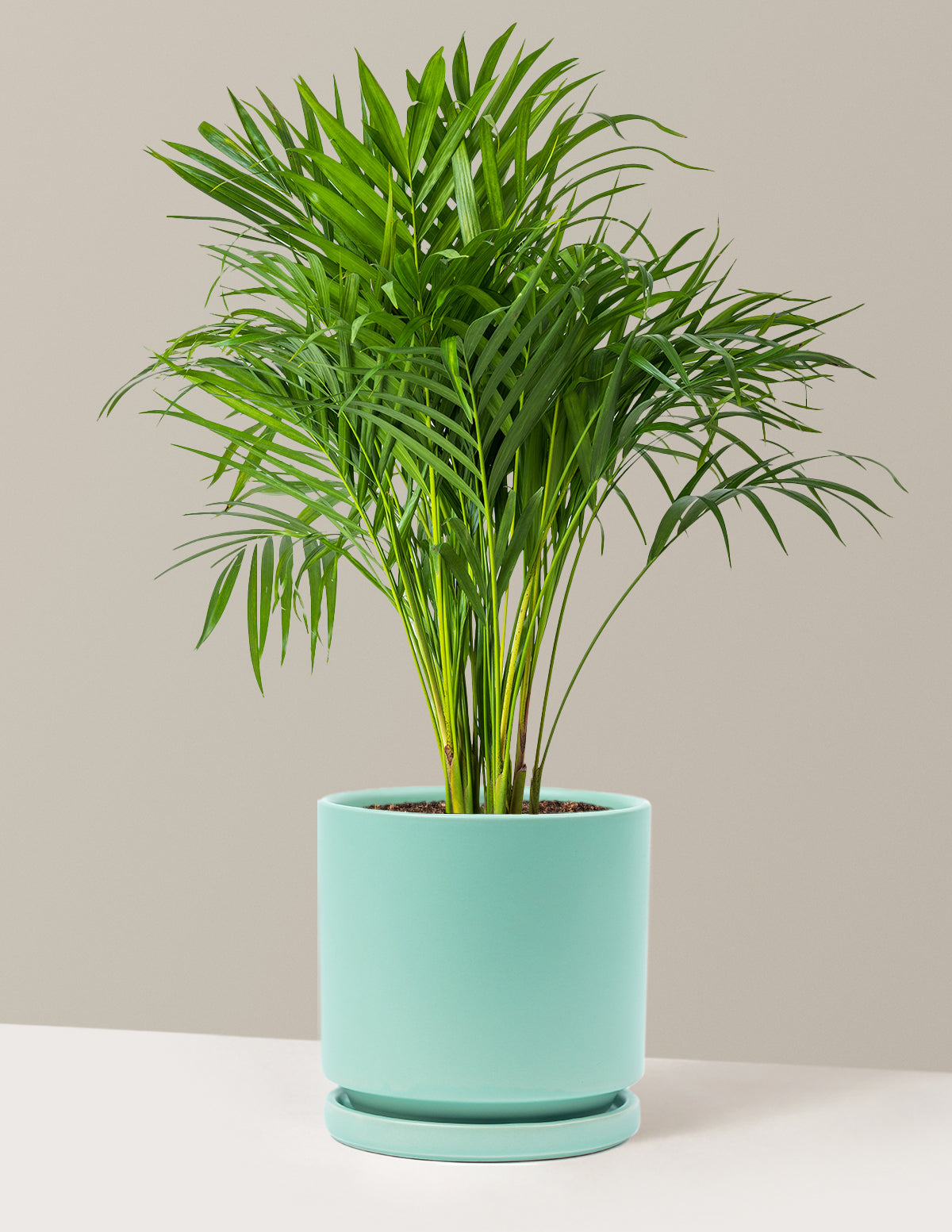 Areca Purifying Palm (Areka Palmiyesi)