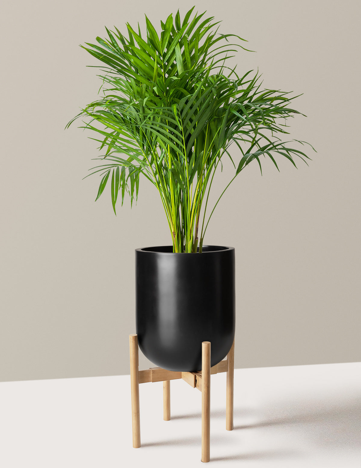 Areca Purifying Palm (Areka Palmiyesi)