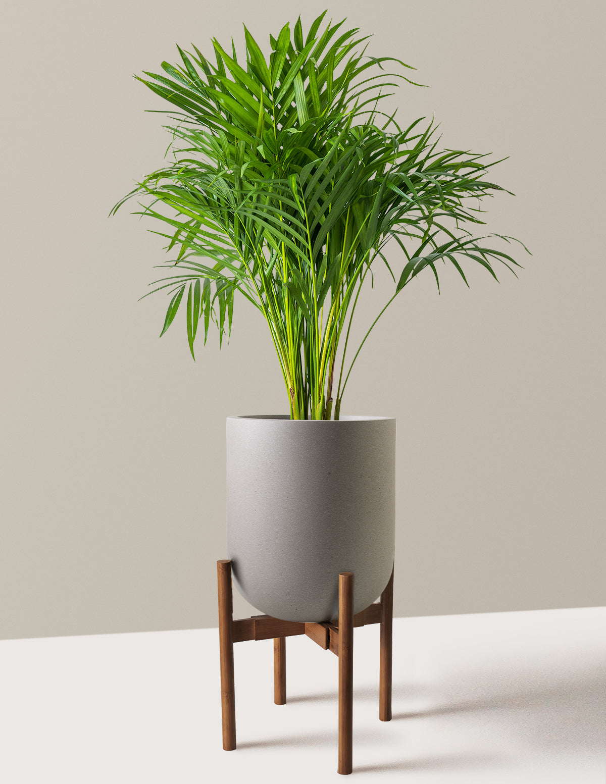 Areca Purifying Palm (Areka Palmiyesi)
