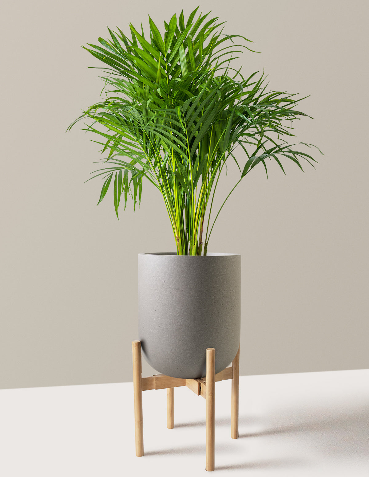 Areca Purifying Palm (Areka Palmiyesi)
