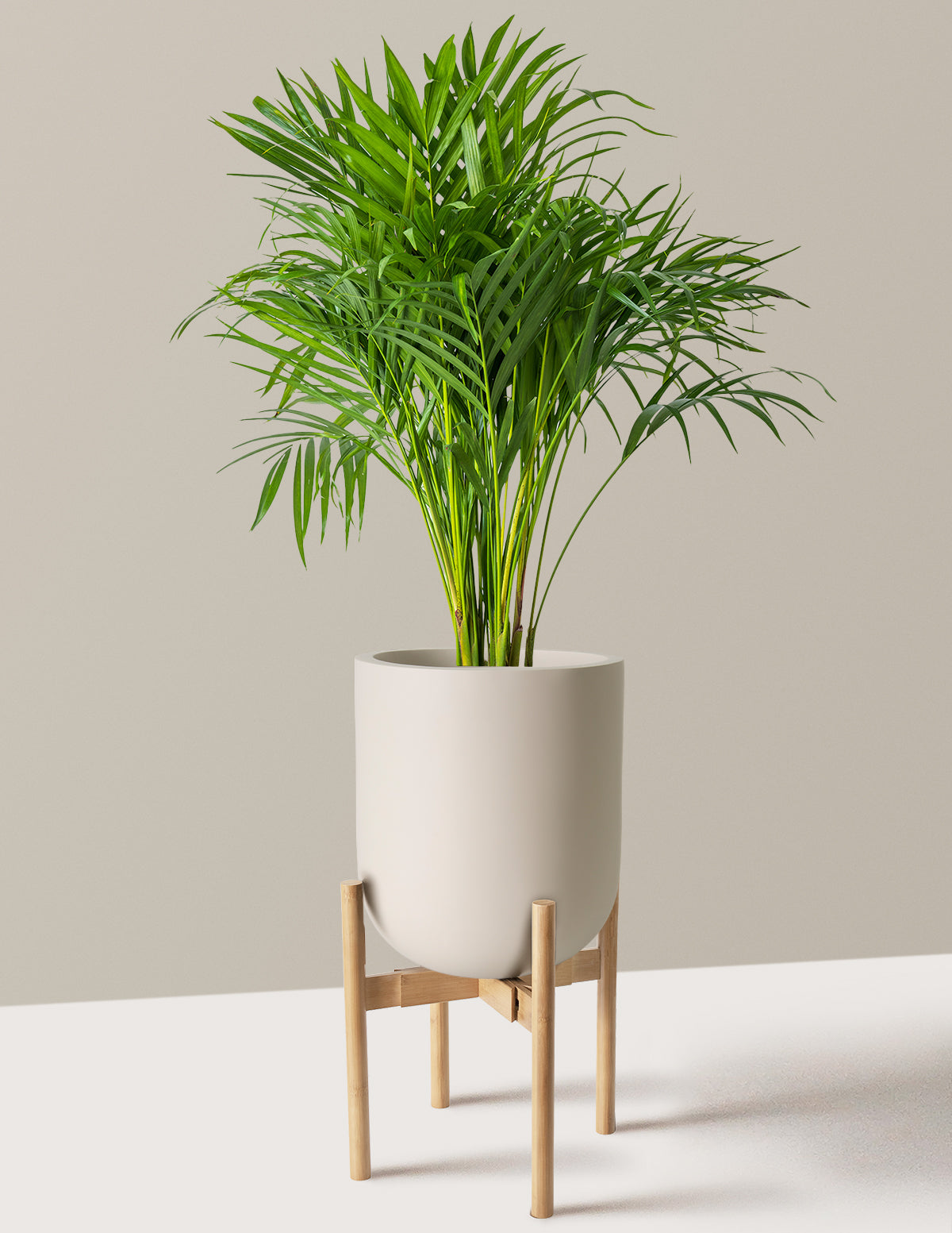 Areca Purifying Palm (Areka Palmiyesi)
