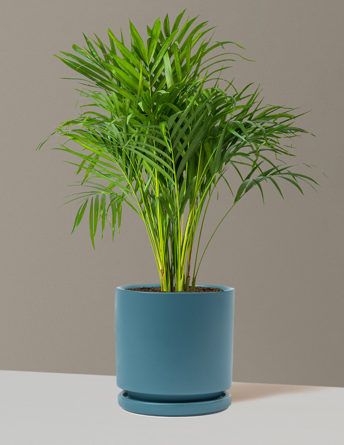 Areca Purifying Palm (Areka Palmiyesi)