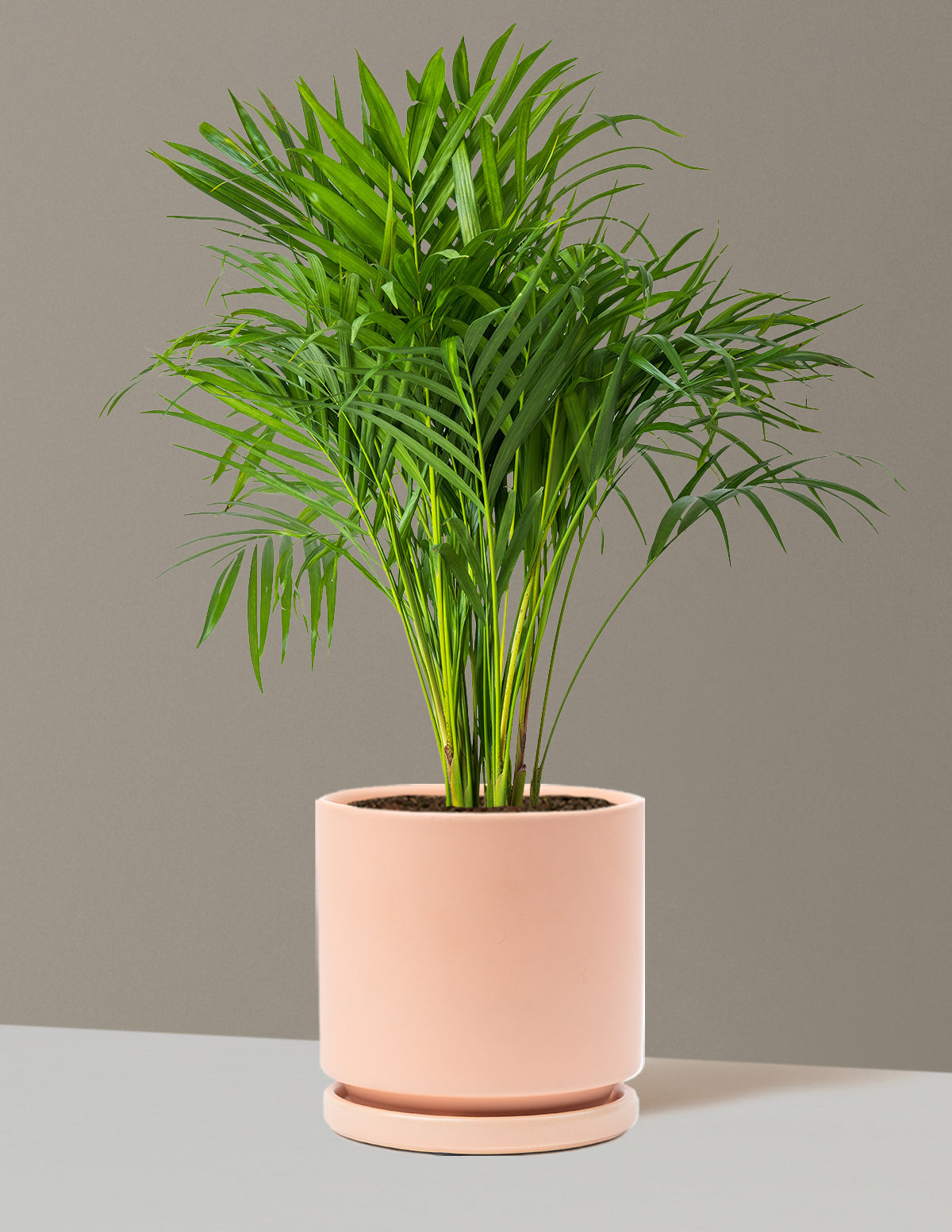 Areca Purifying Palm (Areka Palmiyesi)