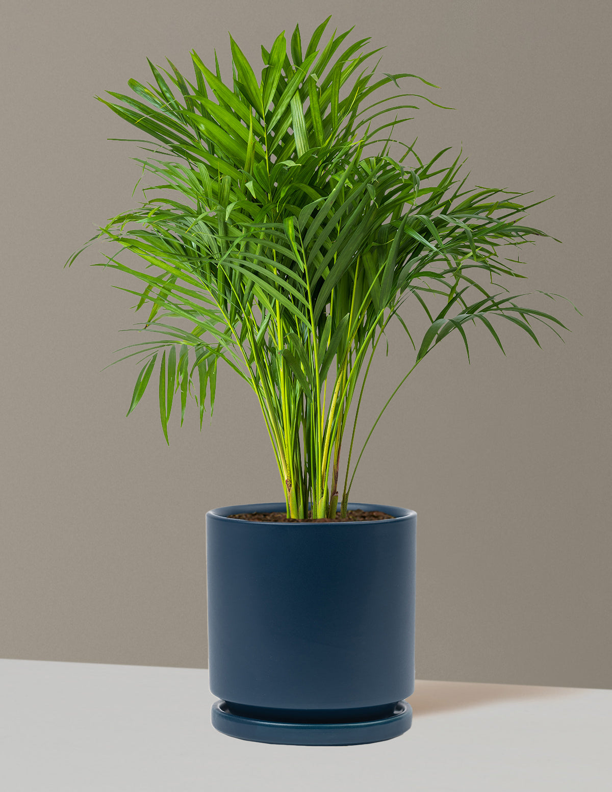 Areca Purifying Palm (Areka Palmiyesi)