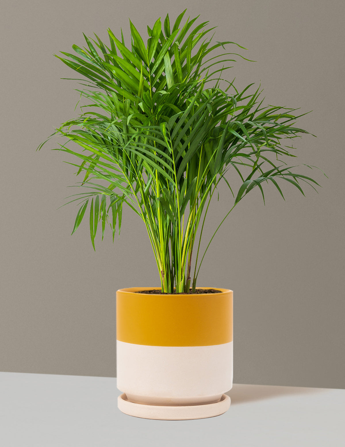 Areca Purifying Palm (Areka Palmiyesi)