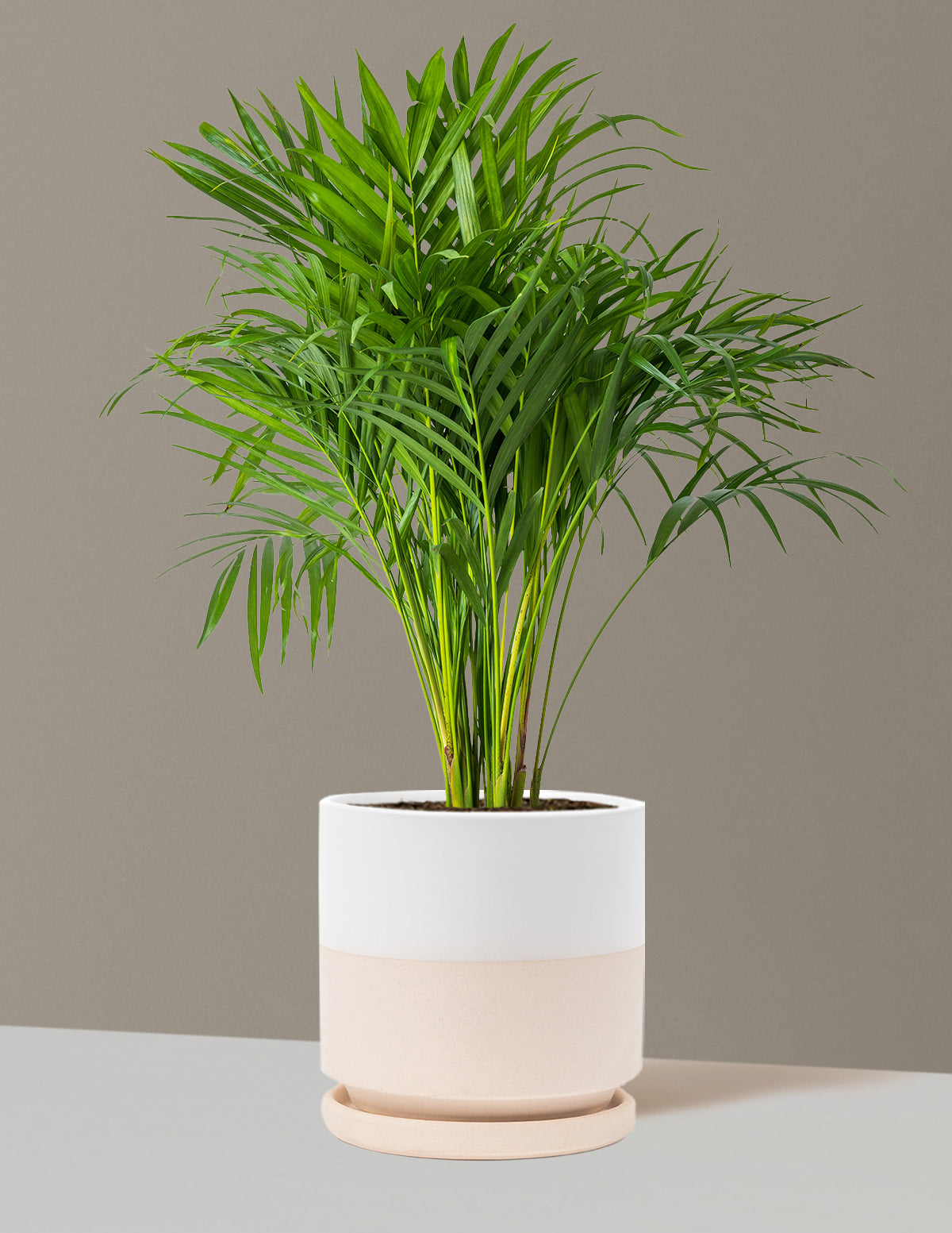 Areca Purifying Palm (Areka Palmiyesi)