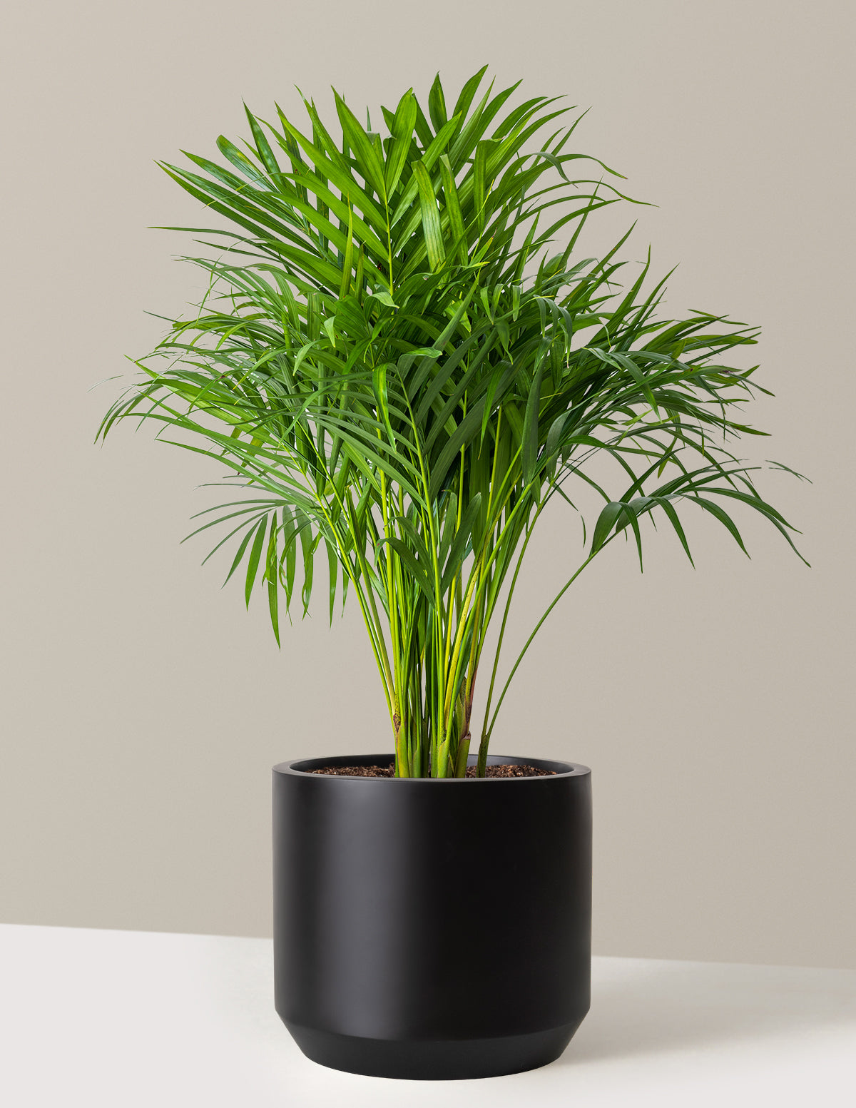 Areca Purifying Palm (Areka Palmiyesi)