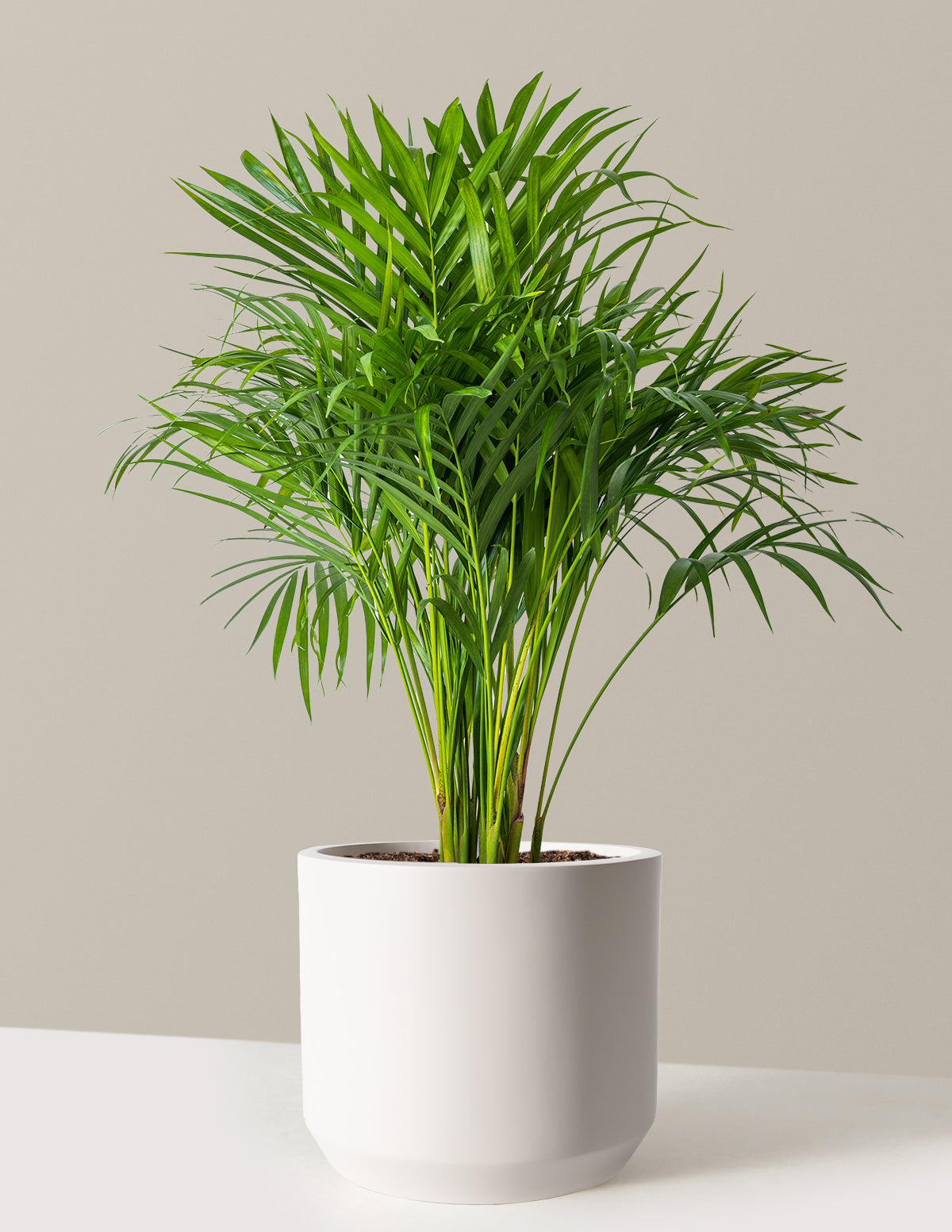 Areca Purifying Palm (Areka Palmiyesi)