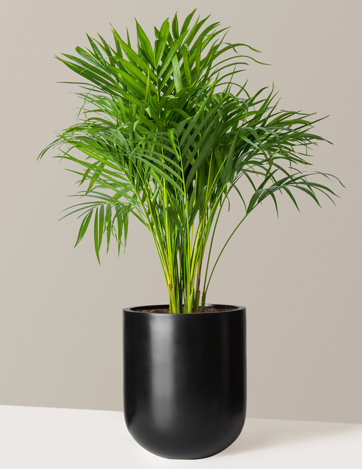 Areca Purifying Palm (Areka Palmiyesi)