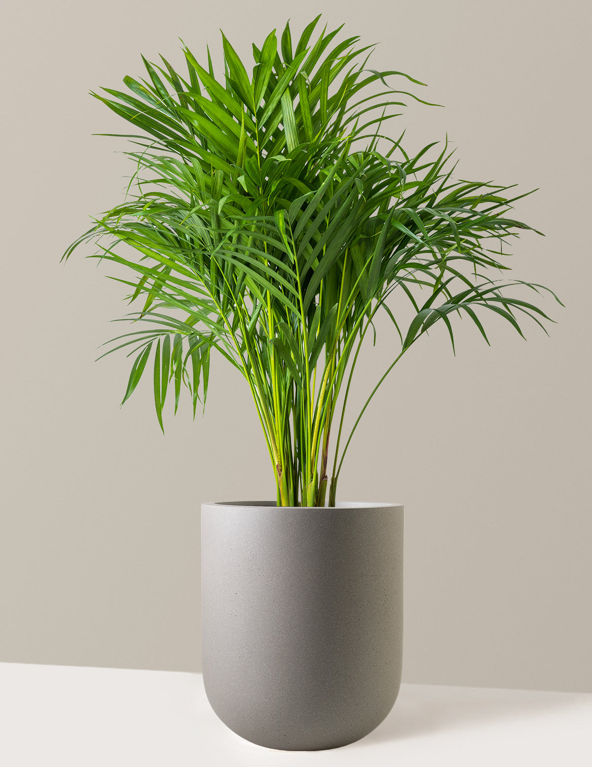 Areca Purifying Palm (Areka Palmiyesi)