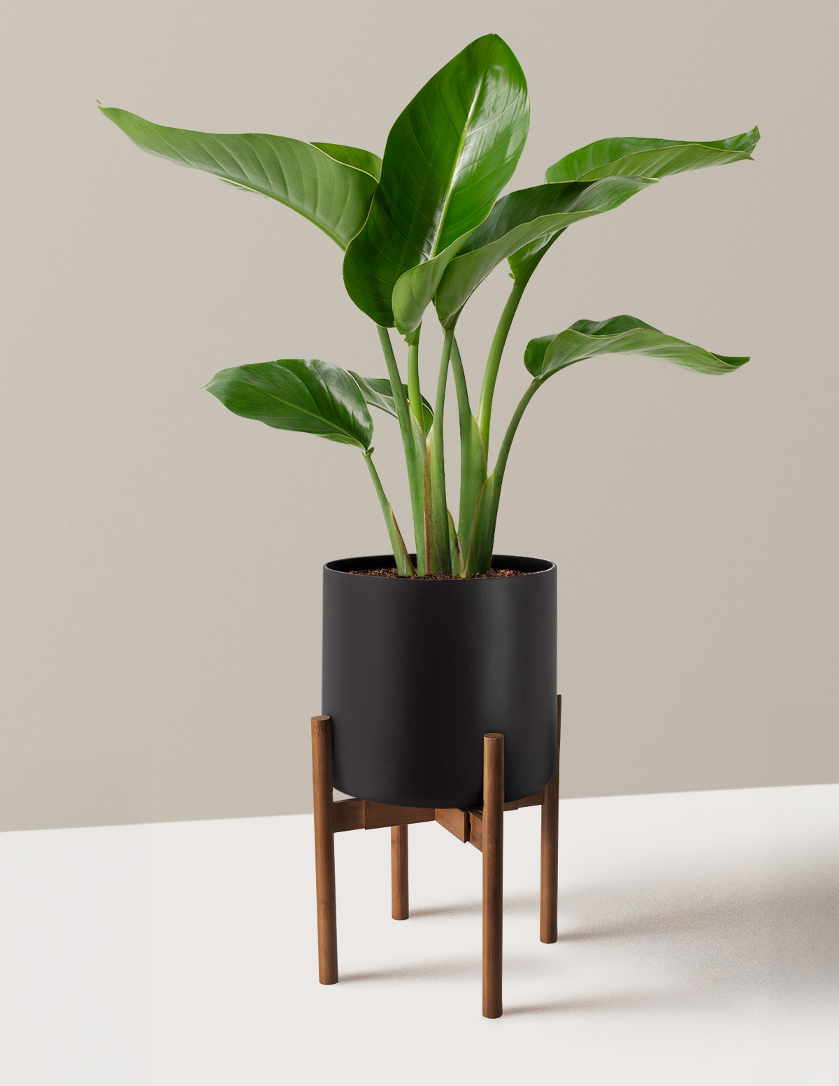 Cennet Kuşu Çiçeği (Strelitzia)
