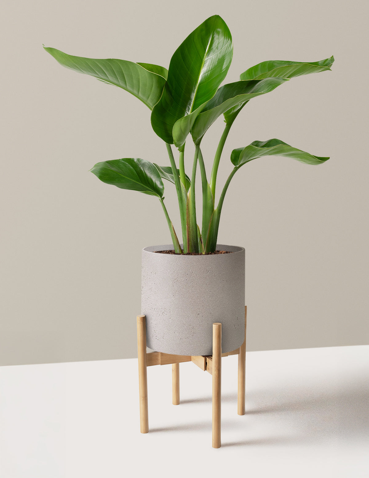Cennet Kuşu Çiçeği (Strelitzia)