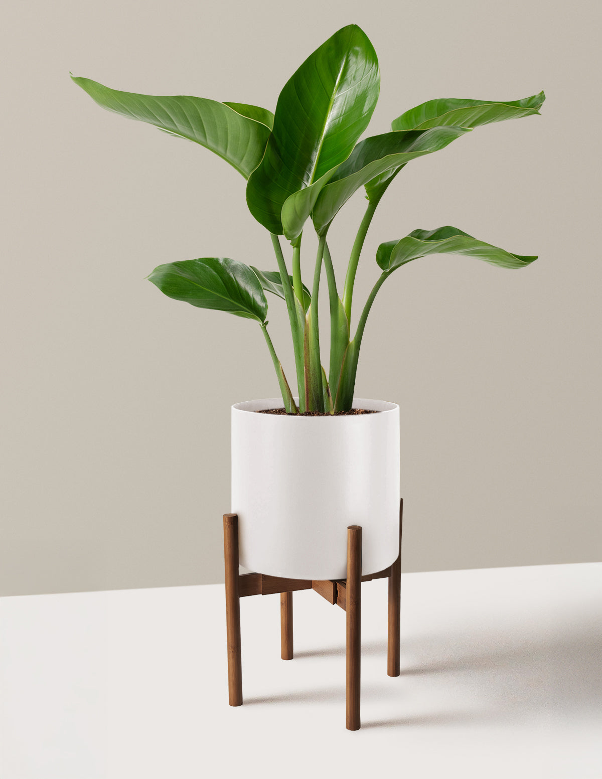Cennet Kuşu Çiçeği (Strelitzia)