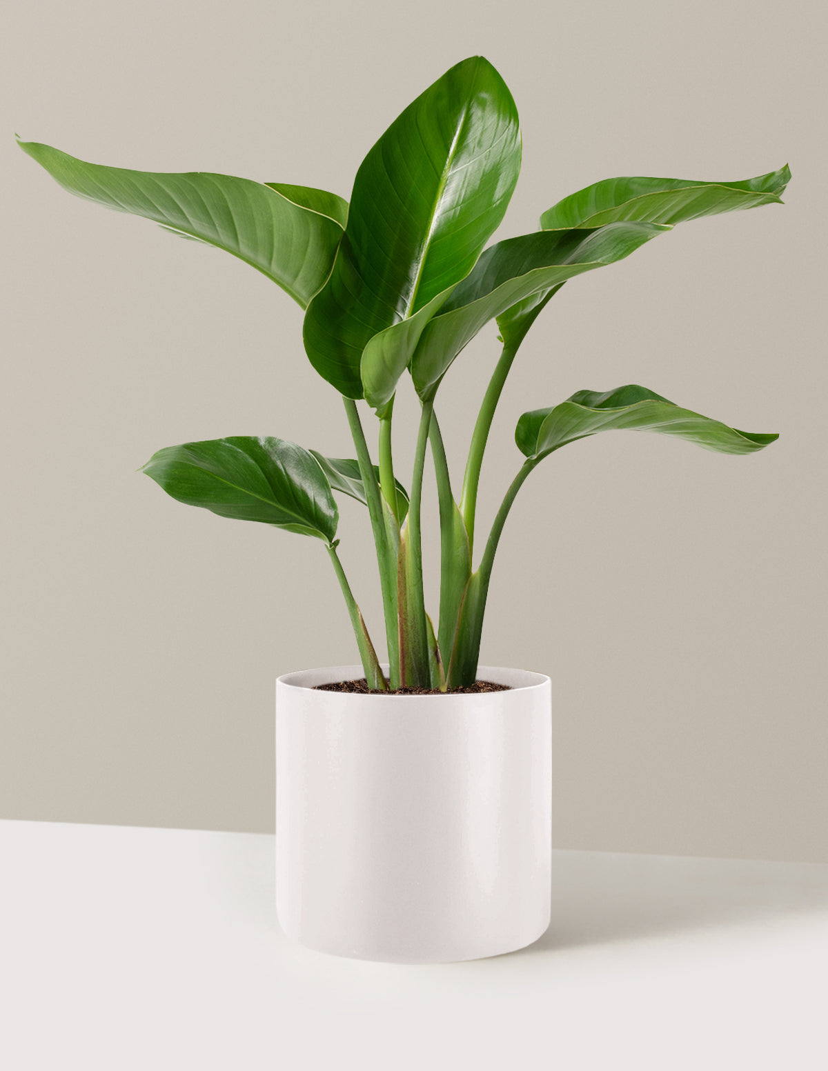 Cennet Kuşu Çiçeği (Strelitzia)