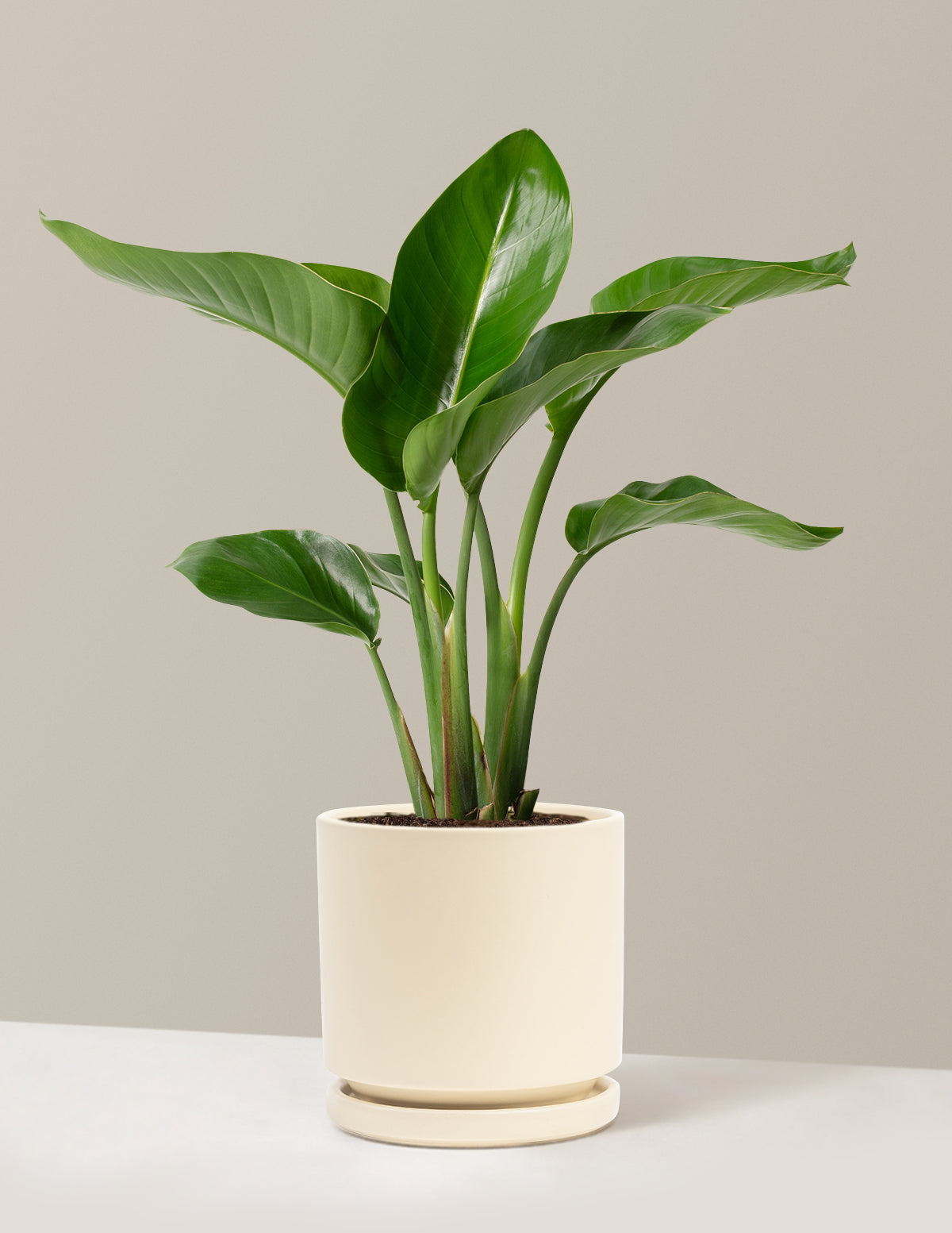 Cennet Kuşu Çiçeği (Strelitzia)