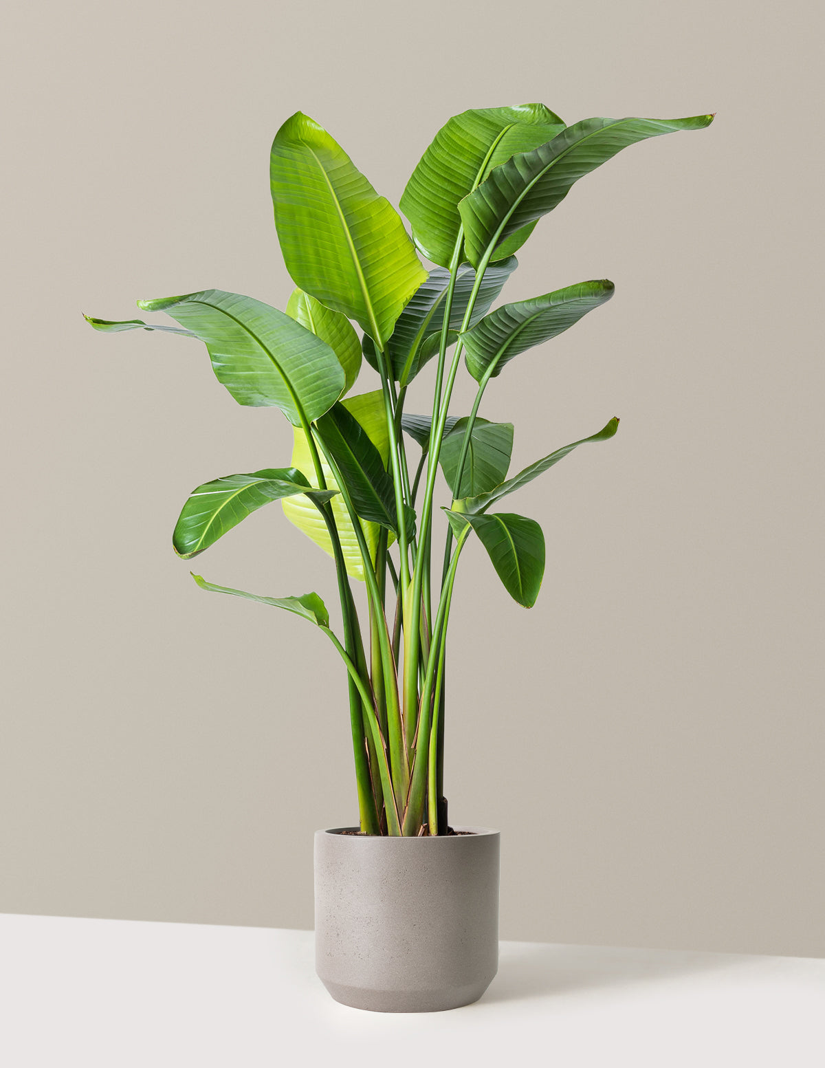 Cennet Kuşu Çiçeği (Strelitzia)