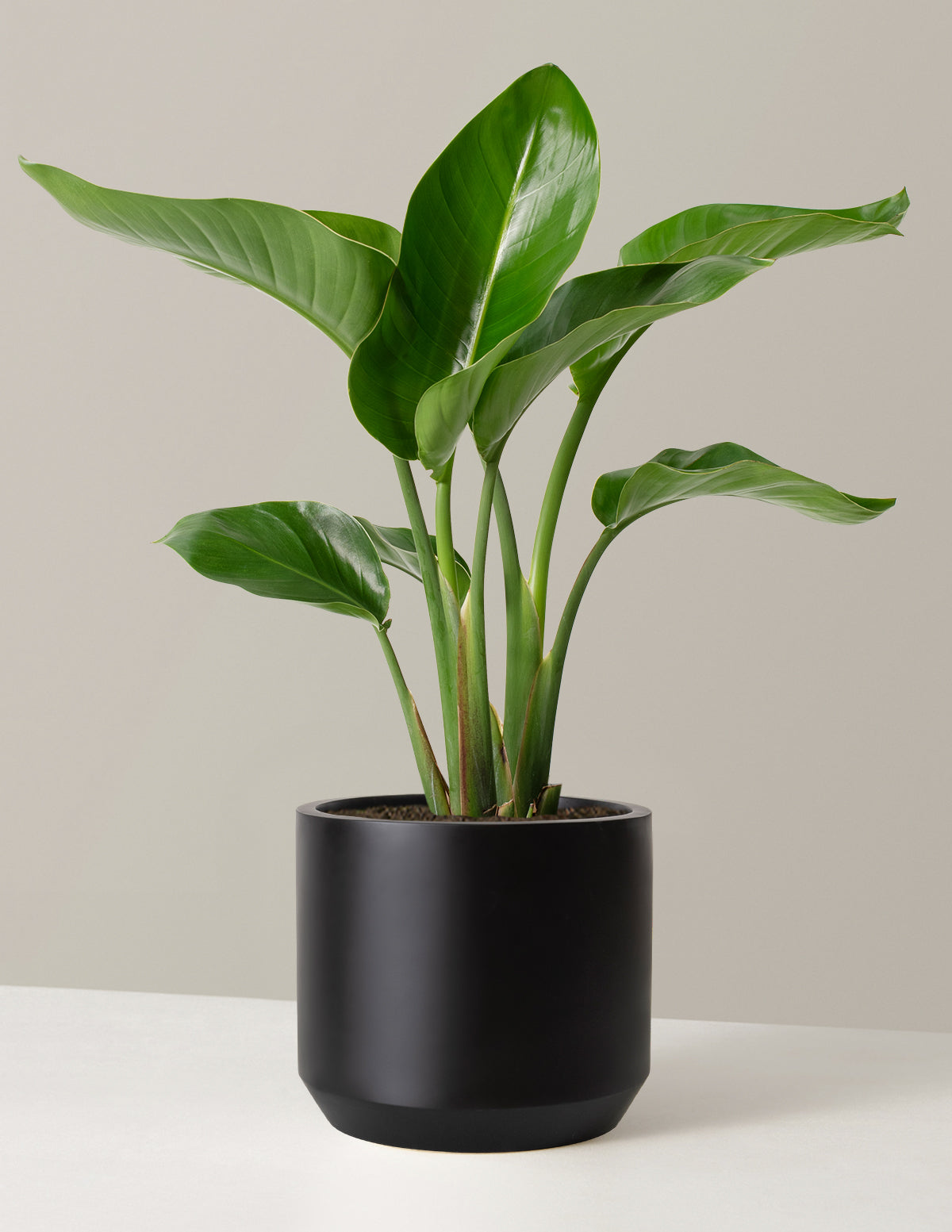 Cennet Kuşu Çiçeği (Strelitzia)