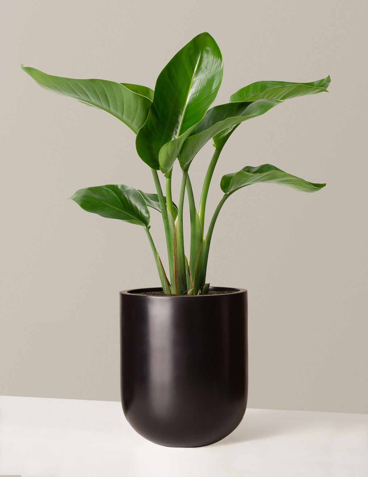 Cennet Kuşu Çiçeği (Strelitzia)