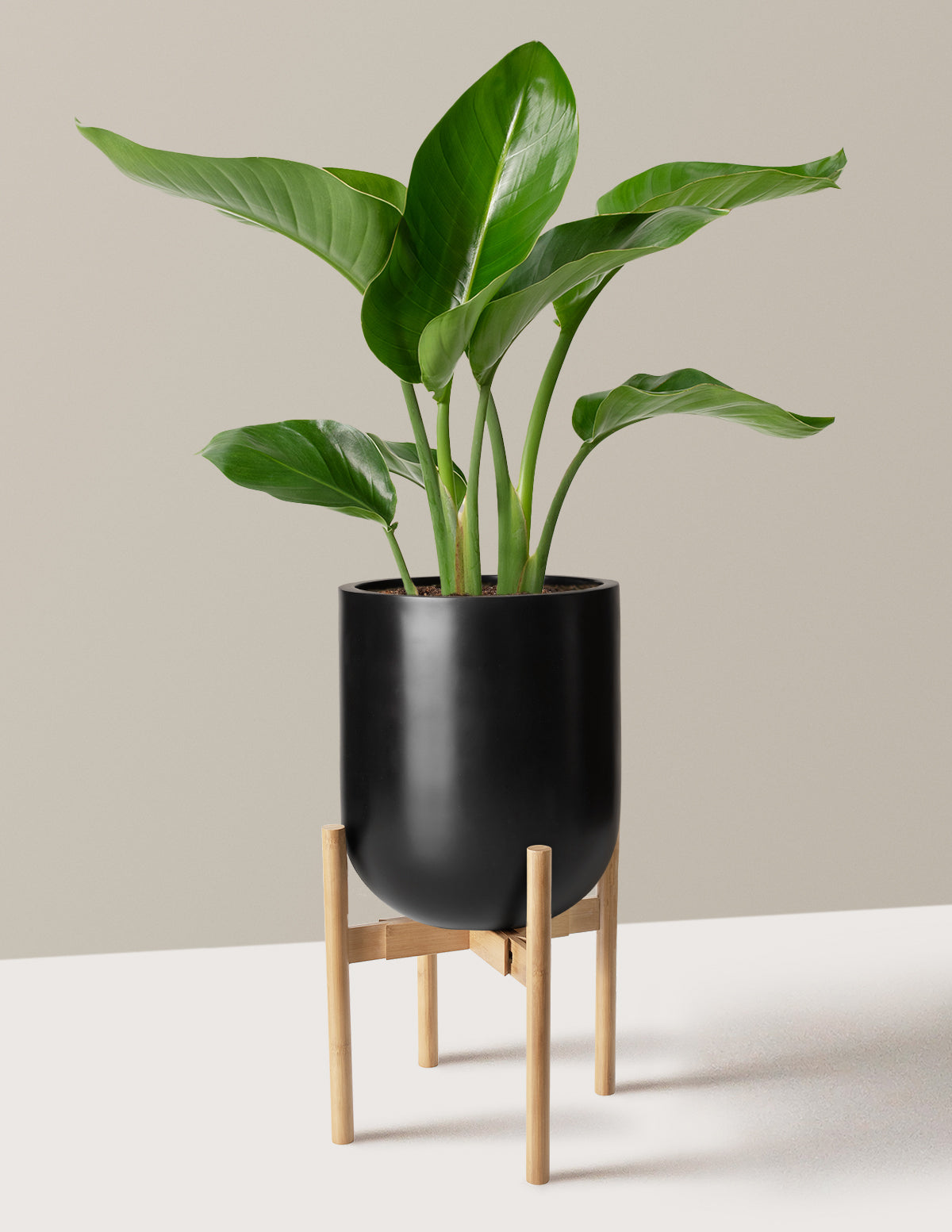 Cennet Kuşu Çiçeği (Strelitzia)