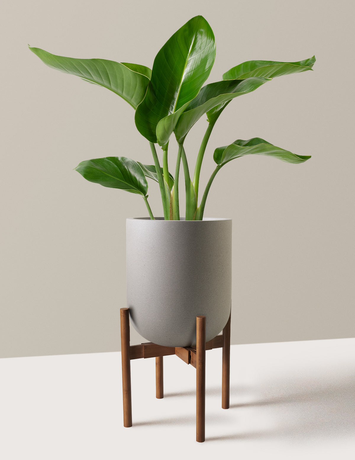 Cennet Kuşu Çiçeği (Strelitzia)