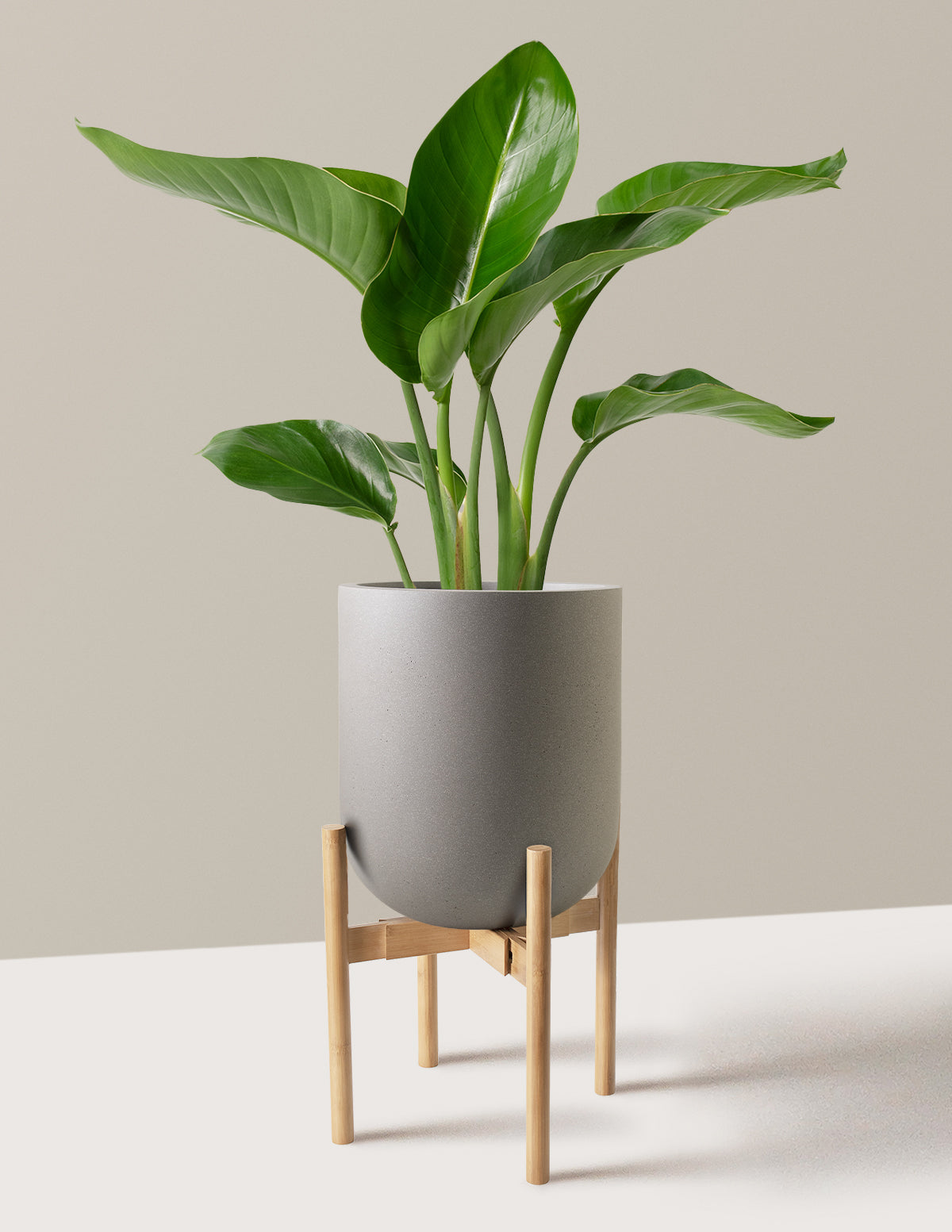 Cennet Kuşu Çiçeği (Strelitzia)