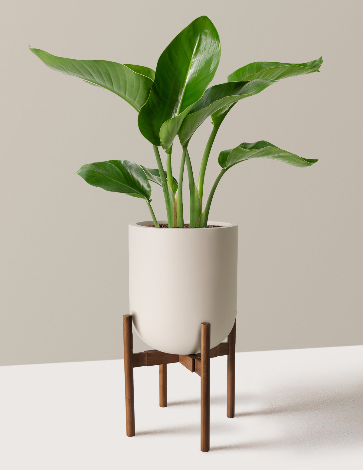 Cennet Kuşu Çiçeği (Strelitzia)