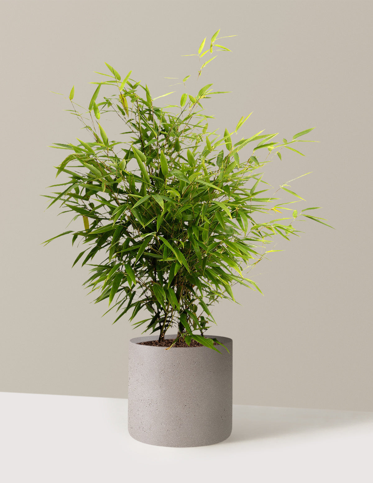 Black Bamboo (Siyah Bambu)
