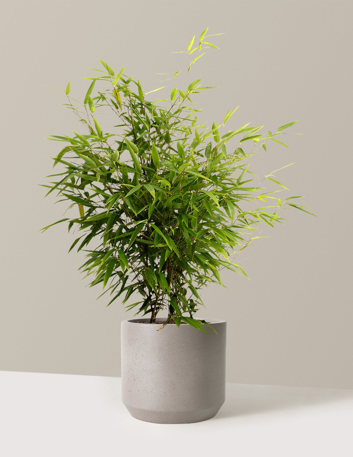 Black Bamboo (Siyah Bambu)