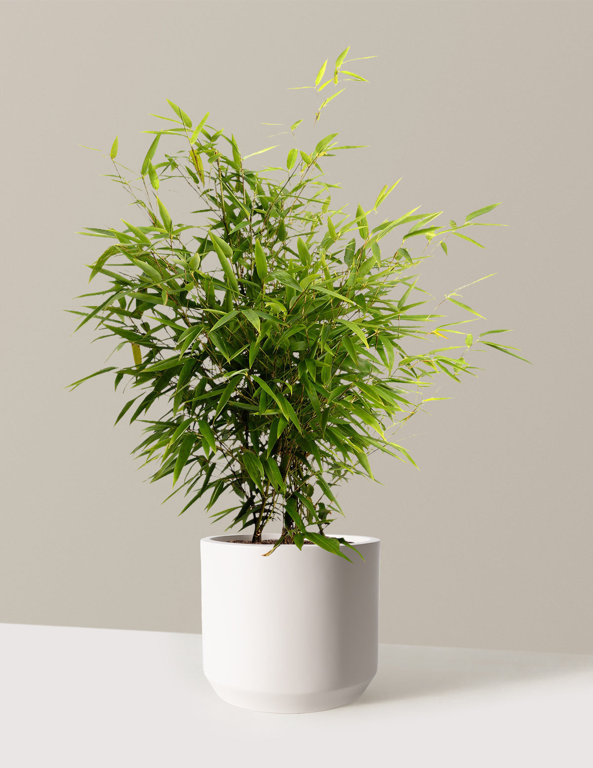 Black Bamboo (Siyah Bambu)